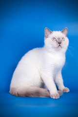 Scottish straight shorthair cat on colored backgrounds