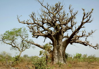 Baobab, Burkina Faso, Afrique