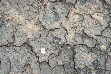 crack dry soil and rock on the ground at the summer season