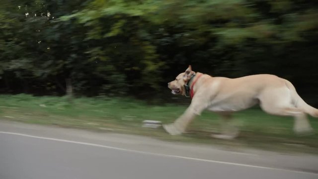 The dog runs at high speed along the edge of the road
