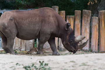 Naklejka premium Nashorn im Tierpark, Profilansicht