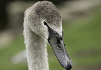 Fototapeta premium Close-up head shot of a cute Grey Swan with long beak.