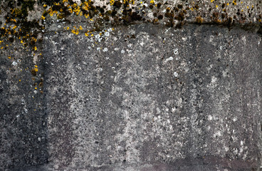 the concrete wall is old and shabby, the upper part is overgrown with moss and yellow thin varieties of mushrooms, a brown plant, dark and light spots on the surface