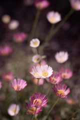 natural background of buch of coloured flowers