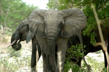 Eléphants d'Afrique en brousse, Burkina Faso, Afrique