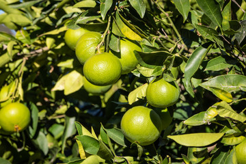 Raw oranges on the tree