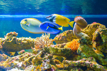 Naklejka na ściany i meble Beautiful fish in the aquarium. Underwater on blue background.