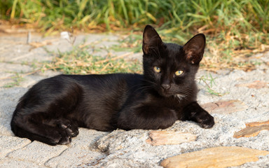 Cat (Felis silvestris catus)