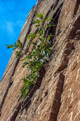 Fico nato fra i mattoni di una torre