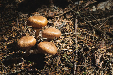 Close-up Edible mushrooms of honey agarics in a coniferous forest. Group of mushrooms in the natural environment