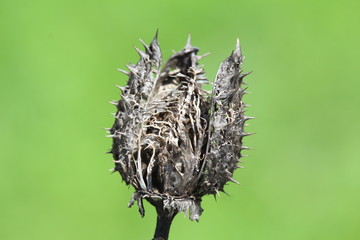 Old Flower Near The Green