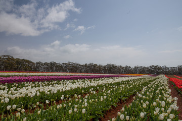 Table Cape tulips Northern Tasmania.