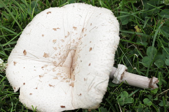 Round Mushroom Fall Down