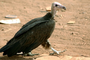 Vautour au sol, Burkina Faso, Afrique	