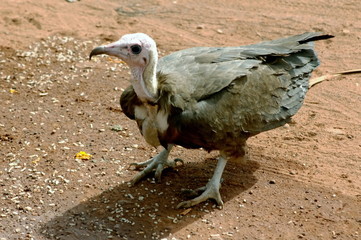 Vautour au sol, Burkina Faso, Afrique