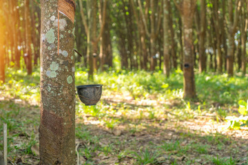 Rubber plantation lifes in Rubber trees farm at Thailand