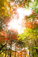 見上げる紅葉と太陽