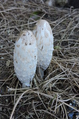 The shaggy ink cap, lawyer's wig, or shaggy mane - a young edible mushroom © E-lona