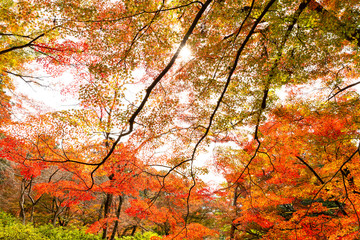 見上げる紅葉と太陽