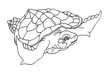海亀の塗り絵