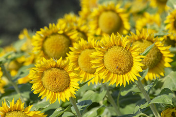 Field of sunflowers. Summer landscape. Yellow flowers.