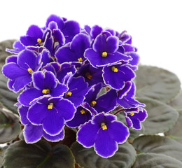 Fototapeta na wymiar Violets beautiful flowers.