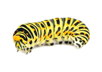 Fototapeta premium Swallowtail caterpillar isolated