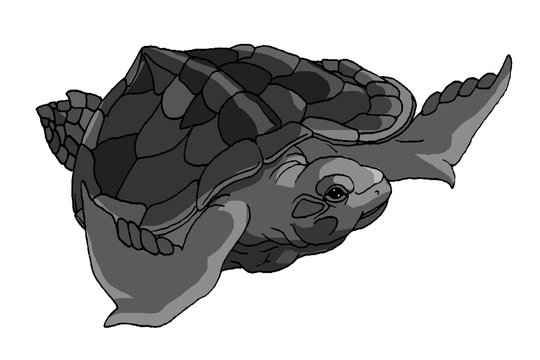 海亀 白黒 Stock イラスト Adobe Stock