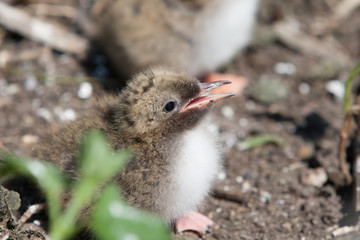 Arctic tern Chick (Sterna paradisaea)