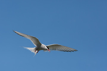 Obraz premium Arctic Tern (Sterna paradisae_ flying with fish back to nest at breeding colony