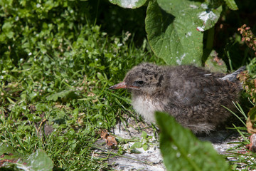 Arctic tern (Sterna paradisaea) small youngster at nest site and vegitation