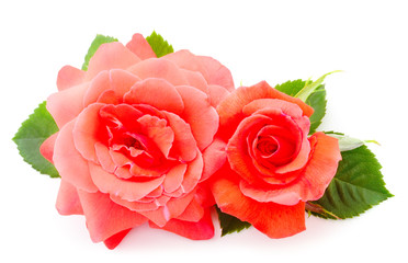 Red beautiful roses.