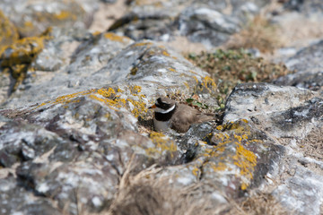 Common Ringed Plover (Charadrius hiaticula) on nest