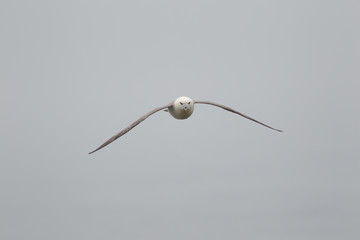 northern Fulmar  in flight(Fulmarus glacialis) at nest site