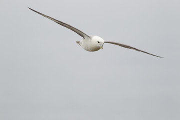 northern Fulmar  in flight (Fulmarus glacialis) at nest site