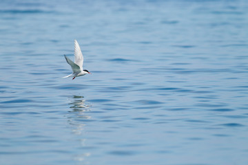 Arctic Tern (Sterna paradisaea) in flight