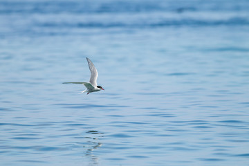 Arctic Tern (Sterna paradisaea) in flight