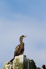 European shag (Phalacrocorax aristoltelis) perched on rock cliff near breeding site drying out after foraging
