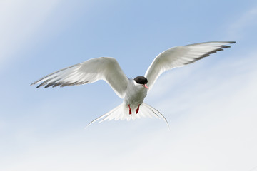 Obraz premium Arctic Tern (Sterna paradisaea) in flight