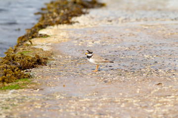Common ringed plover or ringed plover (Charadrius hiaticul) on casueway  near nest site