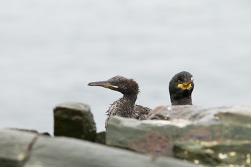 European shag (Phalacrocorax aristoltelis) with juvanile
