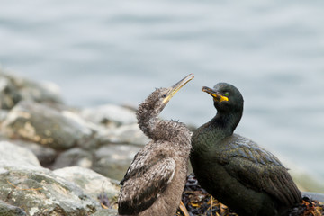 European shag (Phalacrocorax aristoltelis) with juvanile communicating and bonding