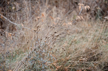 Чертополох