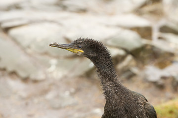 European shag (Phalacrocorax aristoltelis) juvanile