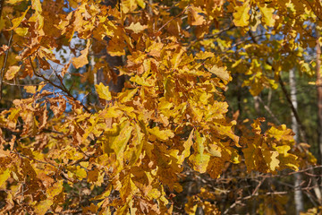 Oak branch with leaves in autumn forest