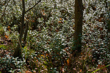 Lingonberry foliage in sunset light. Cowberry leaves macro photo