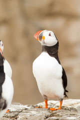 Atlantic Puffin, Clown of the sea, (Fratercula arctica) calling and displaying near colony