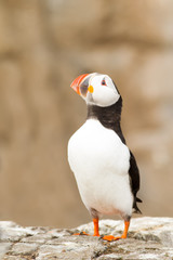 Atlantic Puffin, Clown of the sea, (Fratercula arctica) calling and displaying near colony