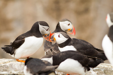 Fototapeta premium Atlantic Puffin pair (Fratercula arctica) calling and displaying