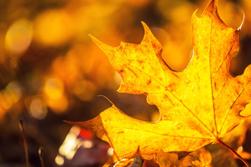 Fototapeta na wymiar A detail of autumnal coloured leaves in sunlight intensity.